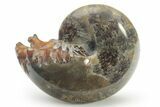 Polished Agatized Ammonite (Phylloceras?) Fossil - Madagascar #220392-1